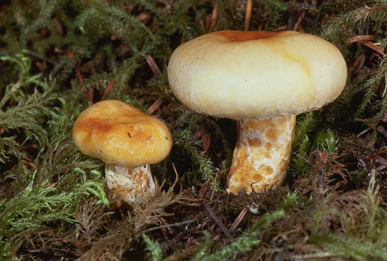 Lactarius scrobiculatus var canadensis